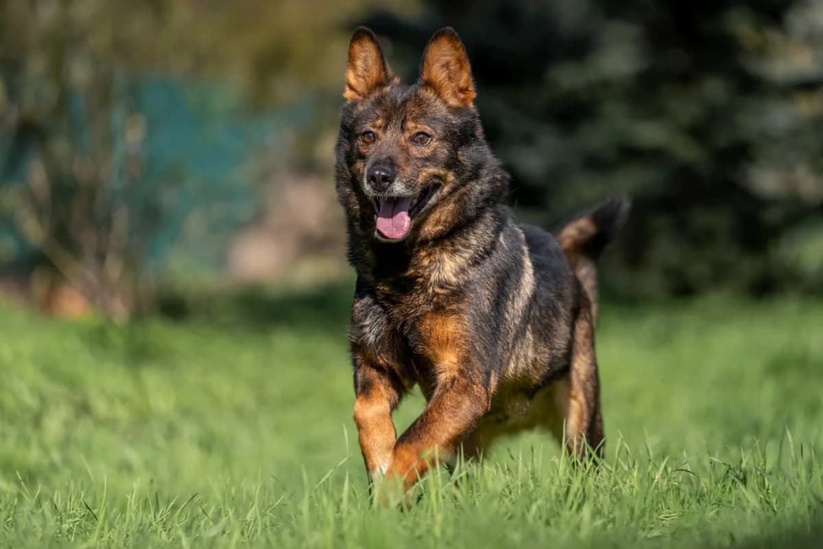 Wolt | H26-0905, male Mixed Breed for adoption at Tierschutzverein House of animals Marfino eV, Jessen (Elster)