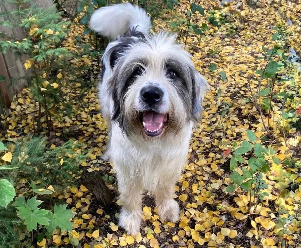 Zevs | H26-1401, male senior Mixed Breed for adoption at Tierschutzverein House of animals Marfino eV, Jessen (Elster)