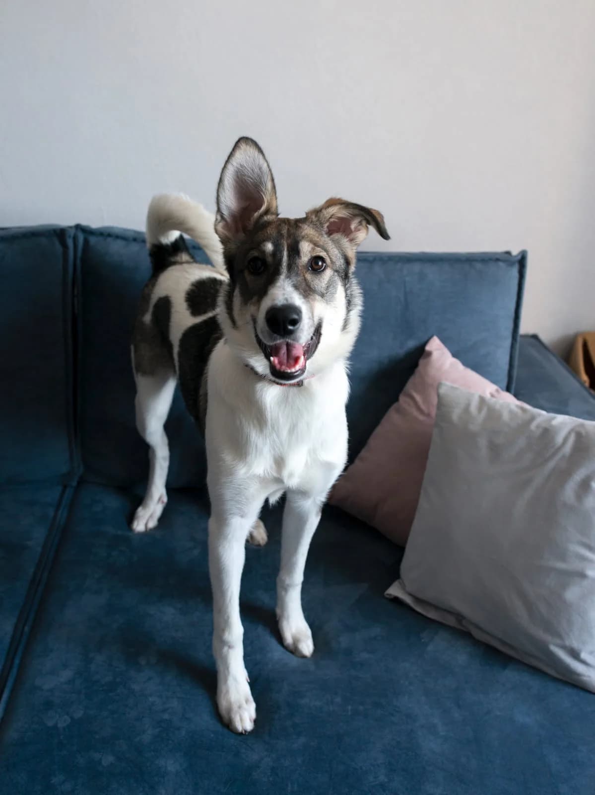 Ellie | H26-1200, female senior Mixed Breed for adoption at Tierschutzverein House of animals Marfino eV, Jessen (Elster)