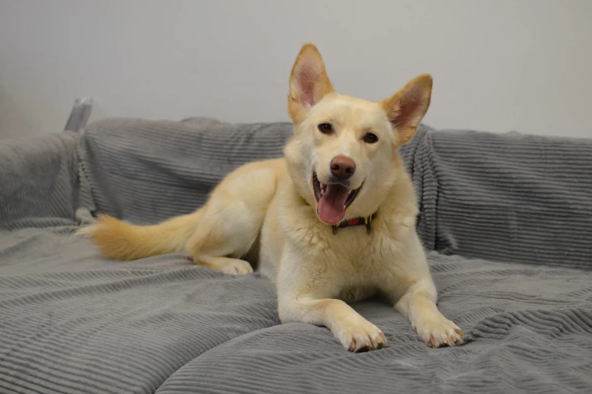 Alaska | H26-1500, female Mixed Breed for adoption at Tierschutzverein House of animals Marfino eV, Jessen (Elster)