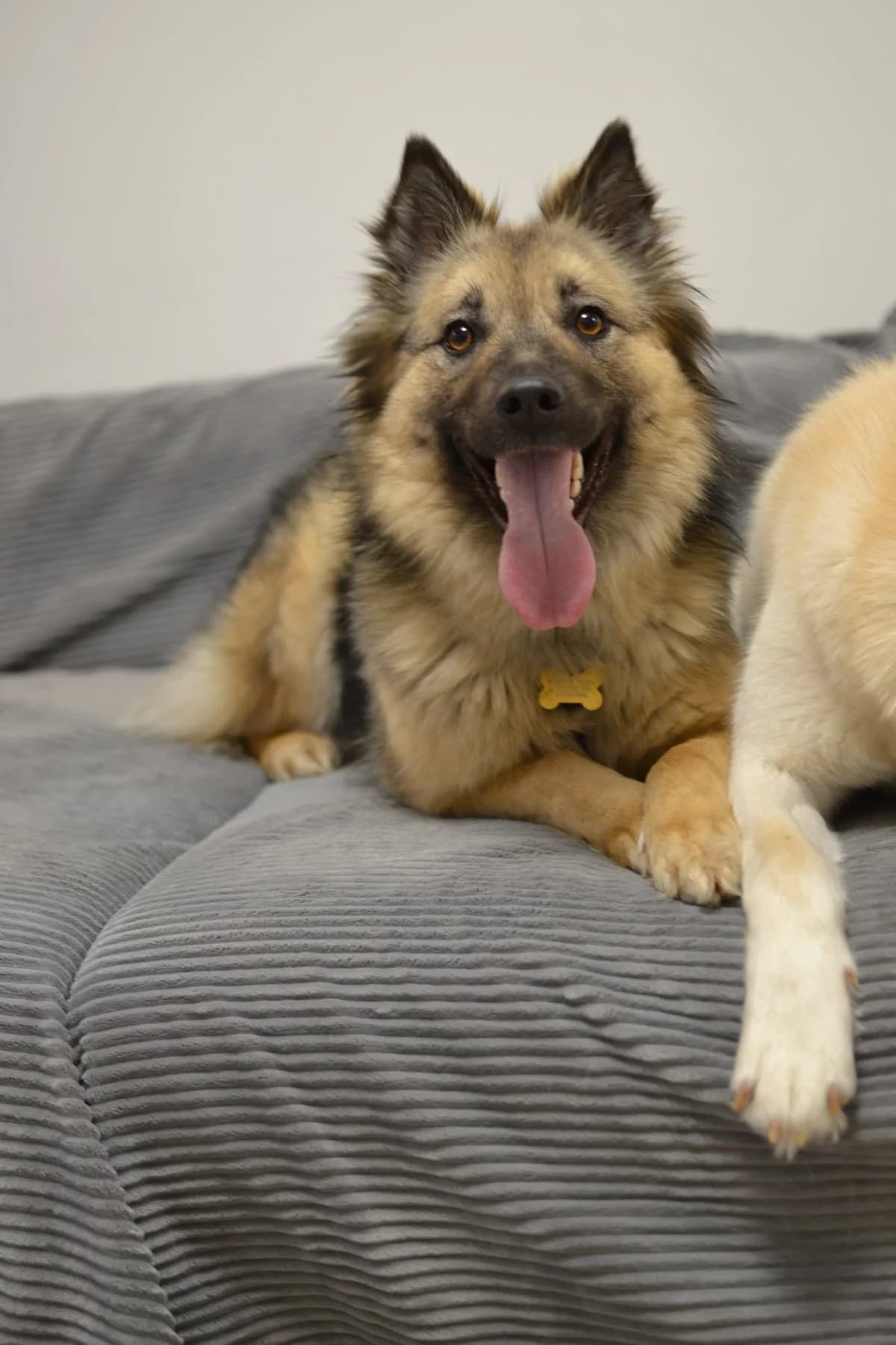 Nyusha | H26-1501, female Mixed Breed for adoption at Tierschutzverein House of animals Marfino eV, Jessen (Elster)