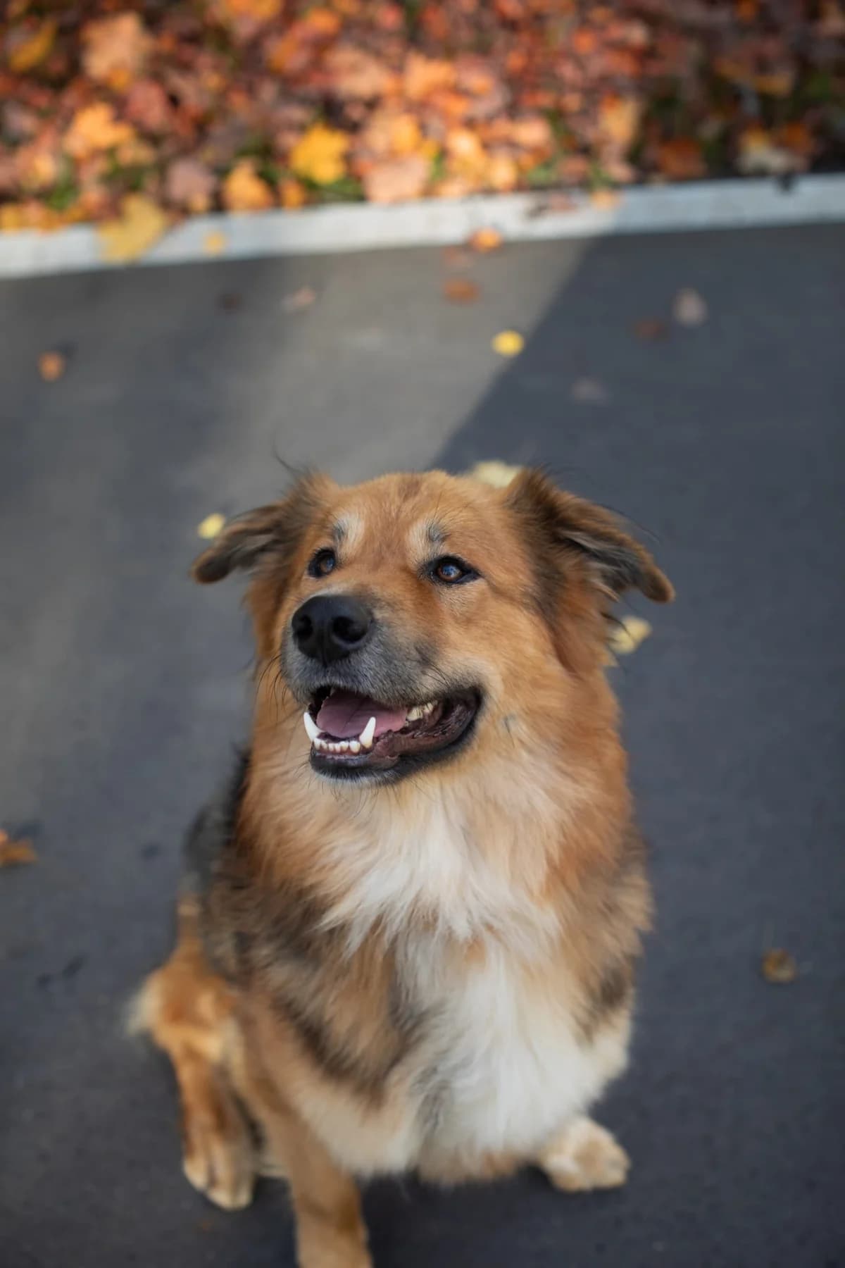 Ural | H26-1502, male Mixed Breed for adoption at Tierschutzverein House of animals Marfino eV, Jessen (Elster)