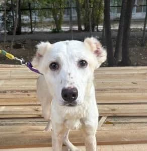 Anabelle| H26-1723, female Mixed Breed for adoption at Tierschutzverein House of animals Marfino eV, Jessen (Elster)