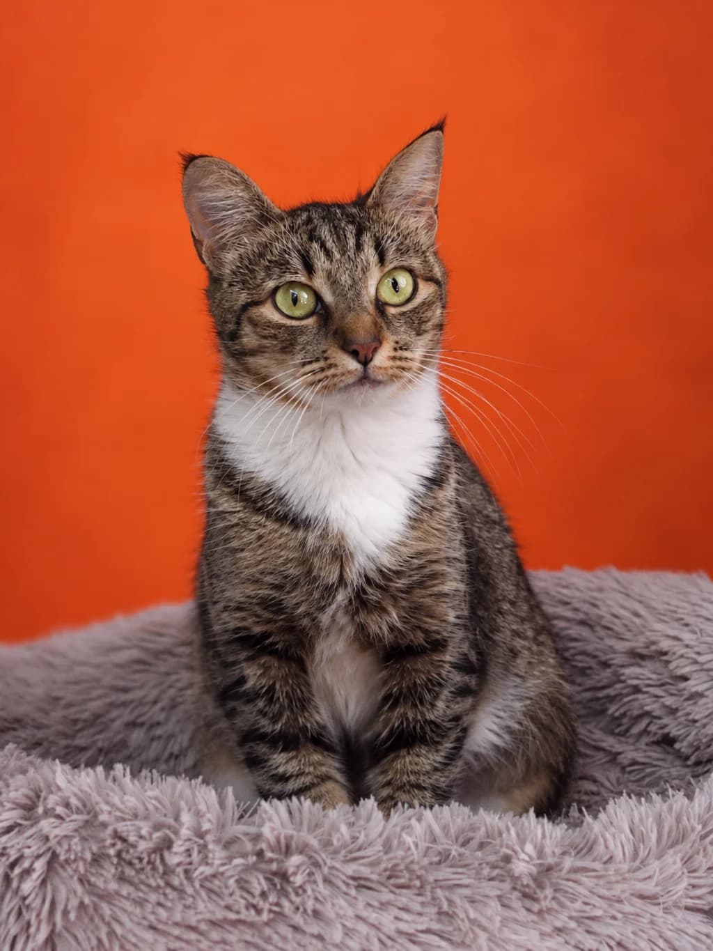 Maily| K26-0125, female 3yo Mixed Breed for adoption at Tierschutzverein House of animals Marfino eV, Jessen (Elster)
