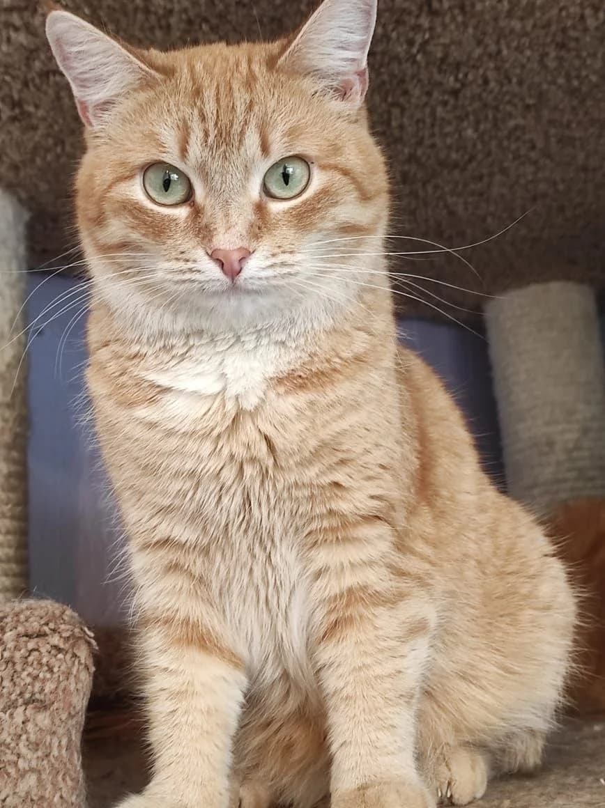 Honey| K26-0429, female 4yo Mixed Breed for adoption at Tierschutzverein House of animals Marfino eV, Jessen (Elster)