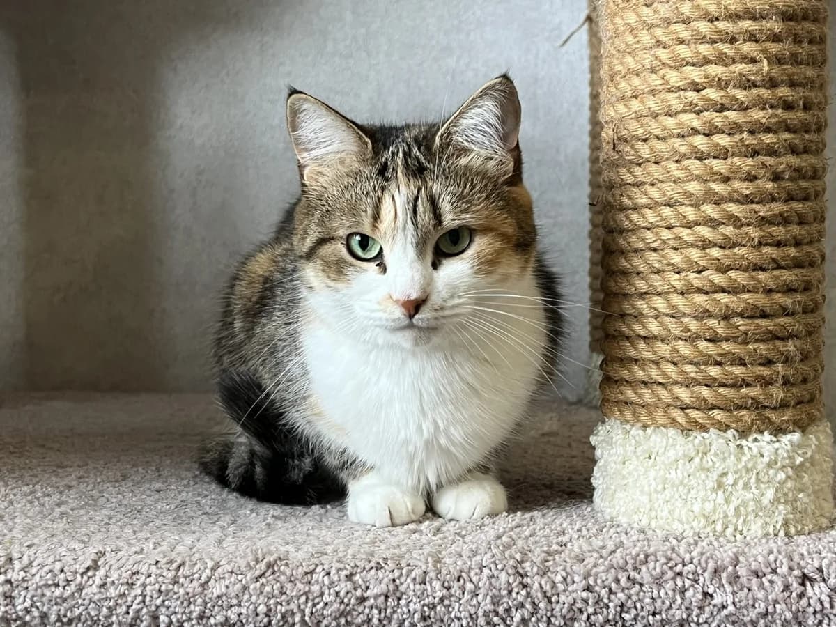 Masya| K26-1402, female 5yo Mixed Breed for adoption at Tierschutzverein House of animals Marfino eV, Jessen (Elster)
