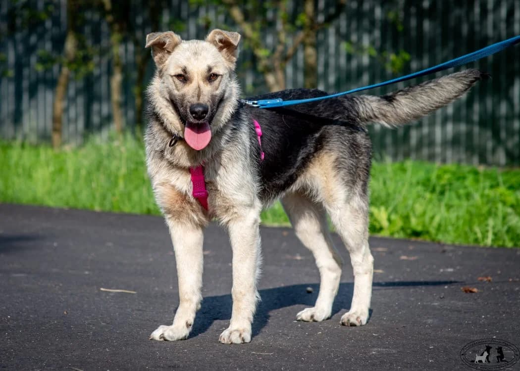 Glasha | H26-1700, female Mixed Breed for adoption at Tierschutzverein House of animals Marfino eV, Jessen (Elster)