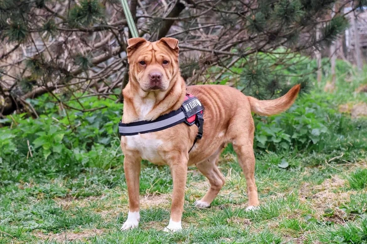 Aura | H26-1724, female Mixed Breed for adoption at Tierschutzverein House of animals Marfino eV, Jessen (Elster)