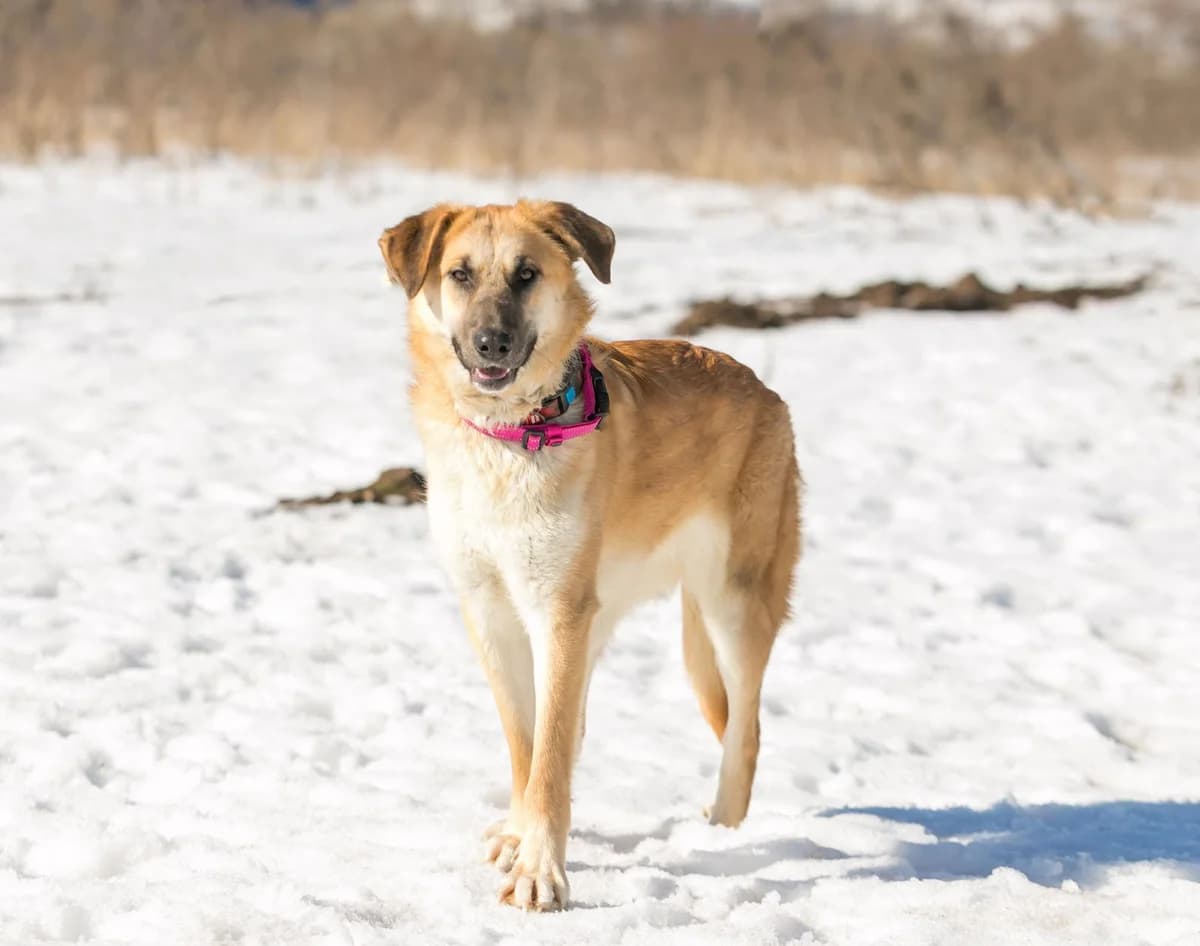 Lyolya | H26-1727, male Mixed Breed for adoption at Tierschutzverein House of animals Marfino eV, Jessen (Elster)