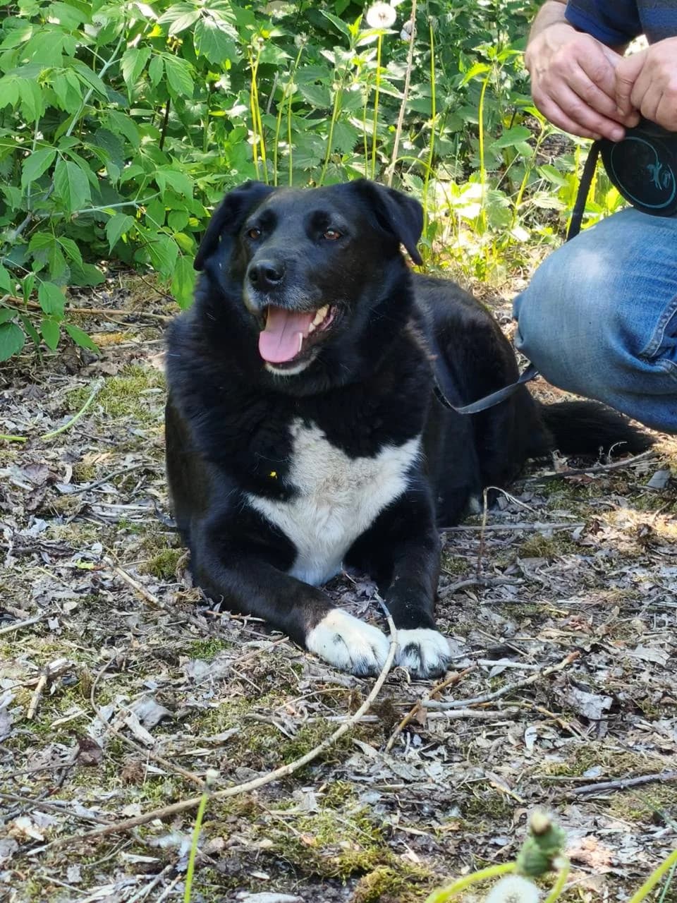 Masyanya | H26-1728, female Mixed Breed for adoption at Tierschutzverein House of animals Marfino eV, Jessen (Elster)
