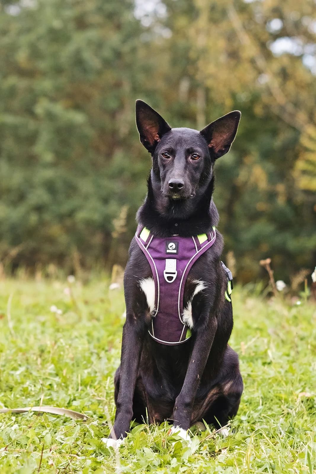 Hanna | H26-1701, female Mixed Breed for adoption at Tierschutzverein House of animals Marfino eV, Jessen (Elster)