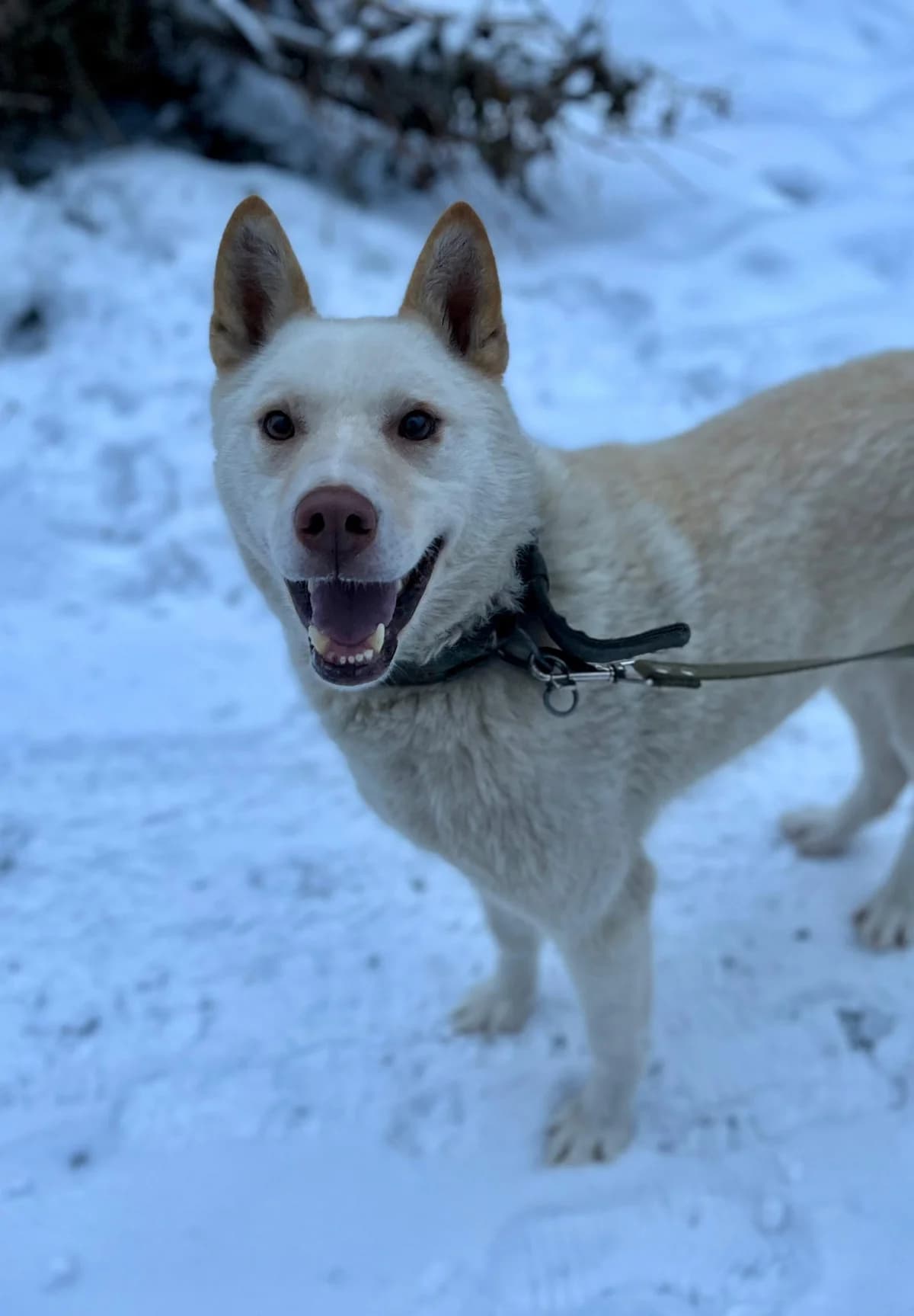 Ice | H26-1702, male Mixed Breed for adoption at Tierschutzverein House of animals Marfino eV, Jessen (Elster)