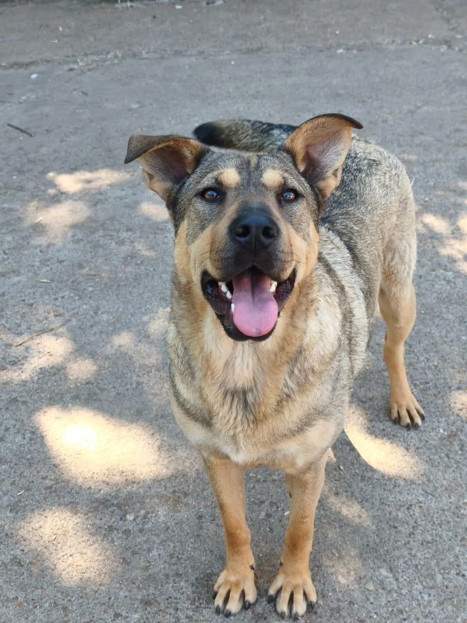 Kometa | H26-1703, female Mixed Breed for adoption at Tierschutzverein House of animals Marfino eV, Jessen (Elster)