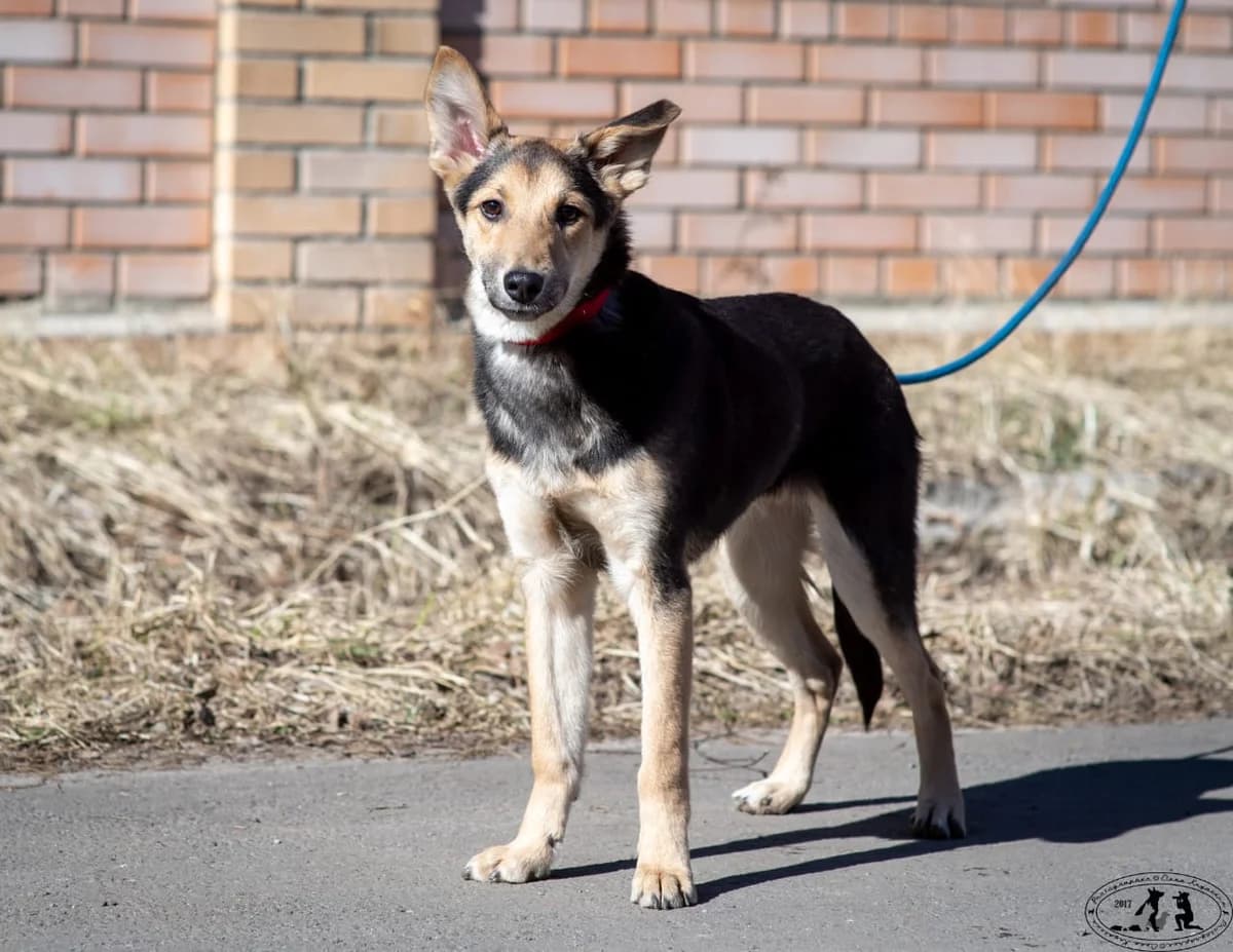Kurtjay | H26-1704, male Mixed Breed for adoption at Tierschutzverein House of animals Marfino eV, Jessen (Elster)