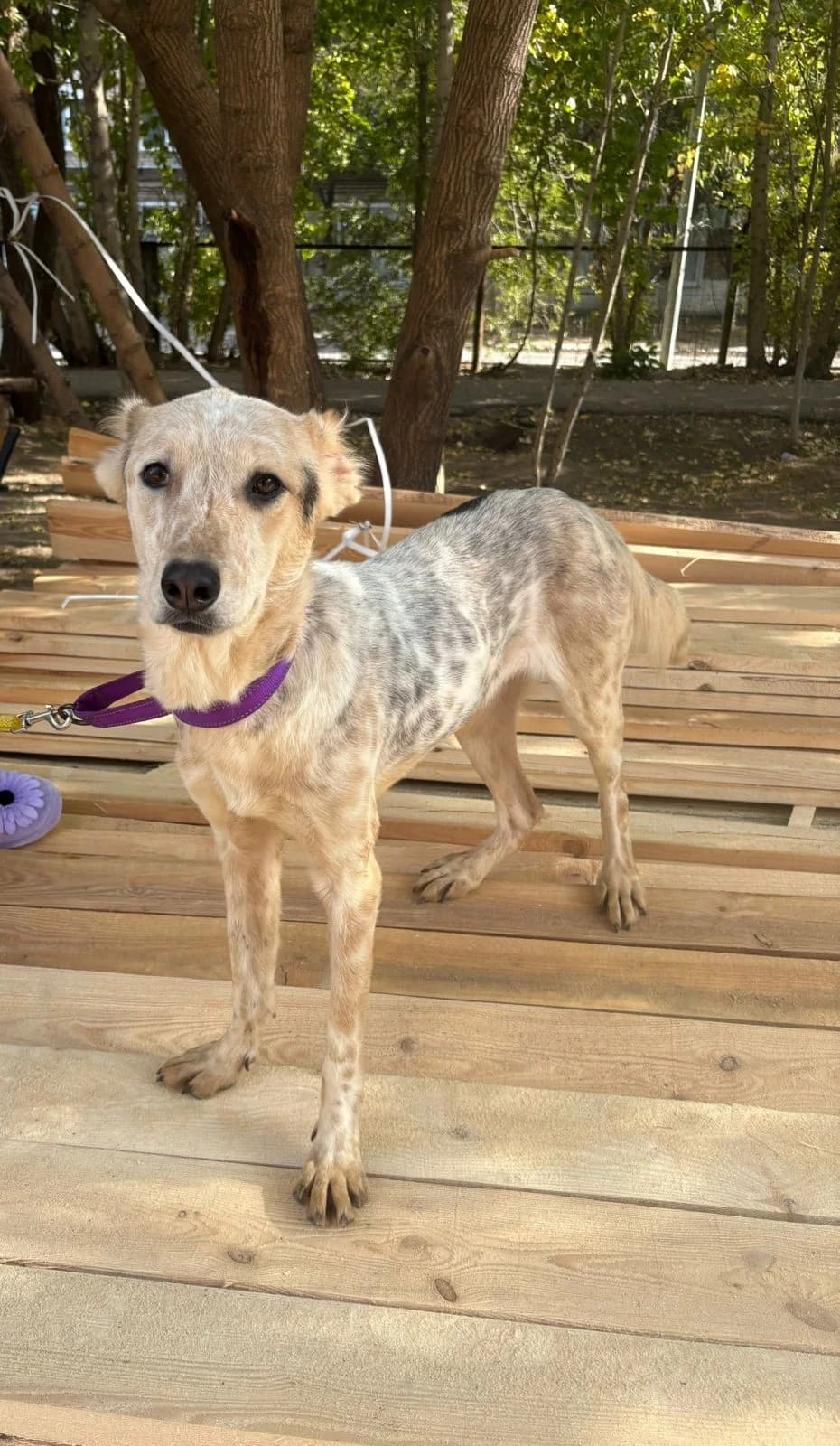 Lipsy | H26-1705, female Mixed Breed for adoption at Tierschutzverein House of animals Marfino eV, Jessen (Elster)