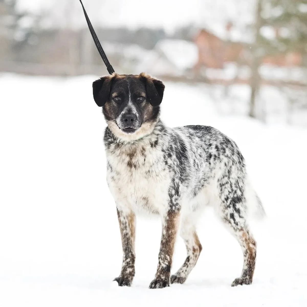 Lord | H26-1706, male Mixed Breed for adoption at Tierschutzverein House of animals Marfino eV, Jessen (Elster)