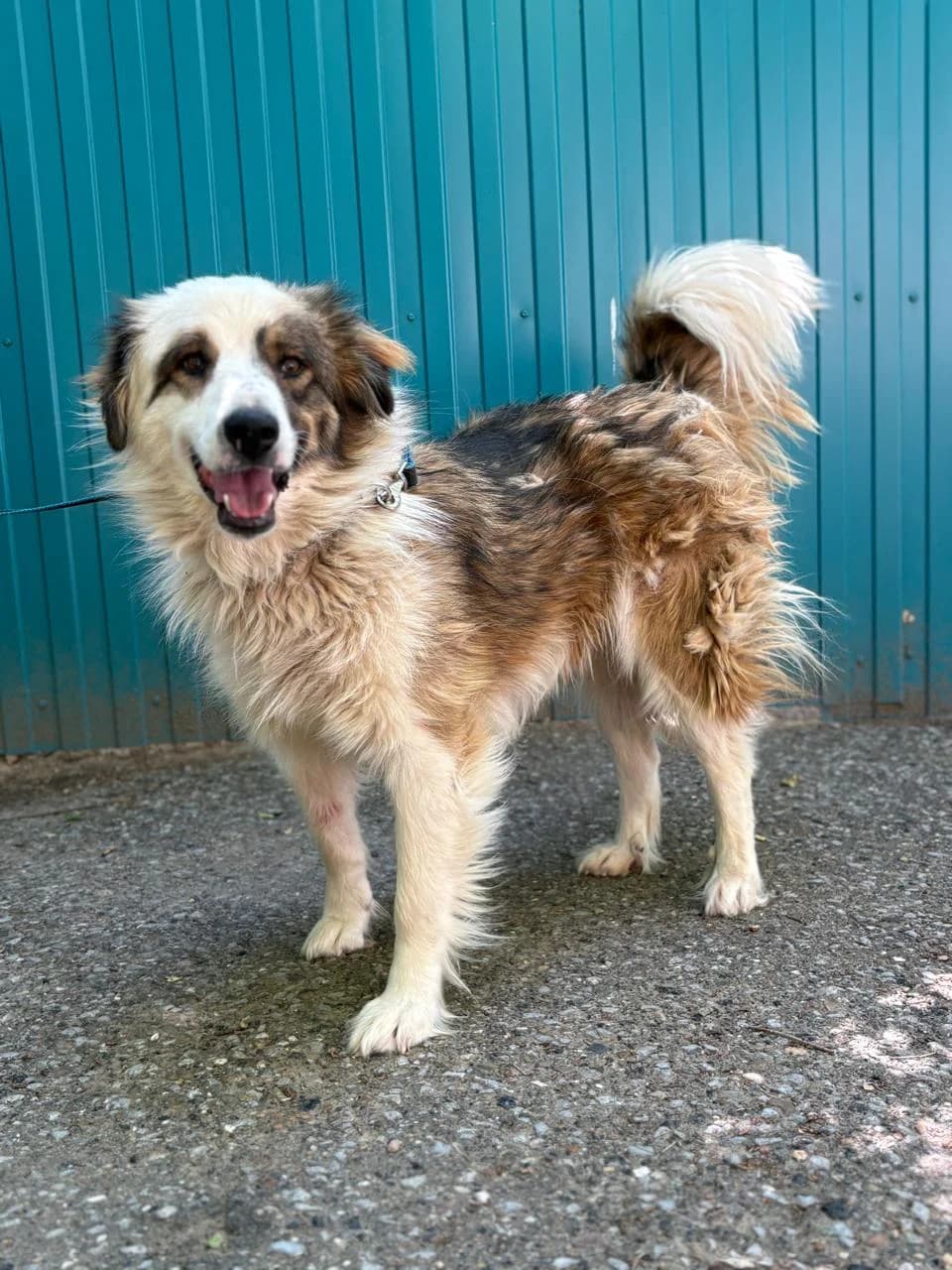 Marinad | H26-1707, male Mixed Breed for adoption at Tierschutzverein House of animals Marfino eV, Jessen (Elster)