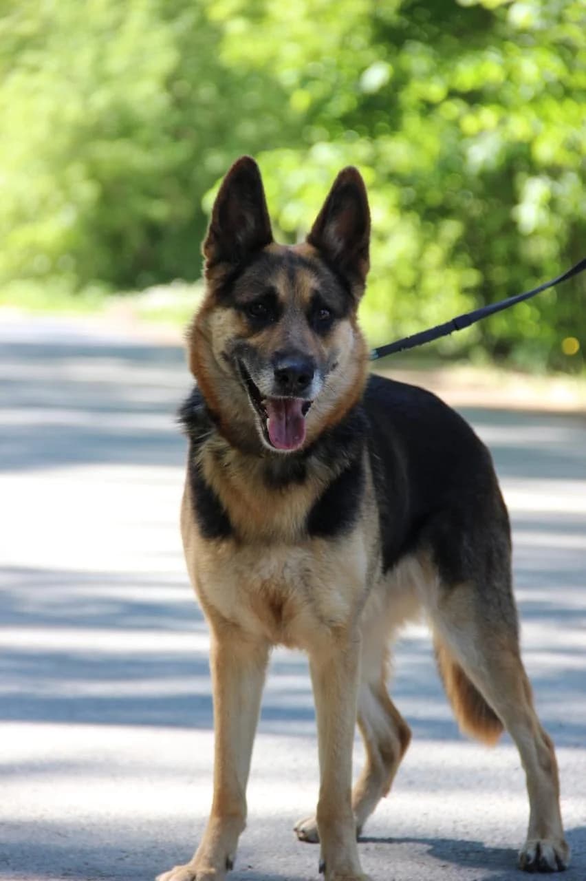 Masandra | H26-1708, female Mixed Breed for adoption at Tierschutzverein House of animals Marfino eV, Jessen (Elster)