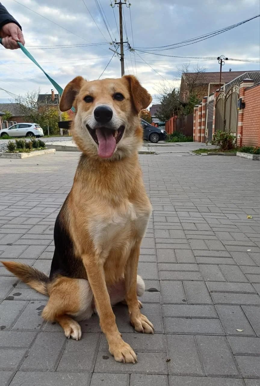 Micaella | H26-1709, female Mixed Breed for adoption at Tierschutzverein House of animals Marfino eV, Jessen (Elster)