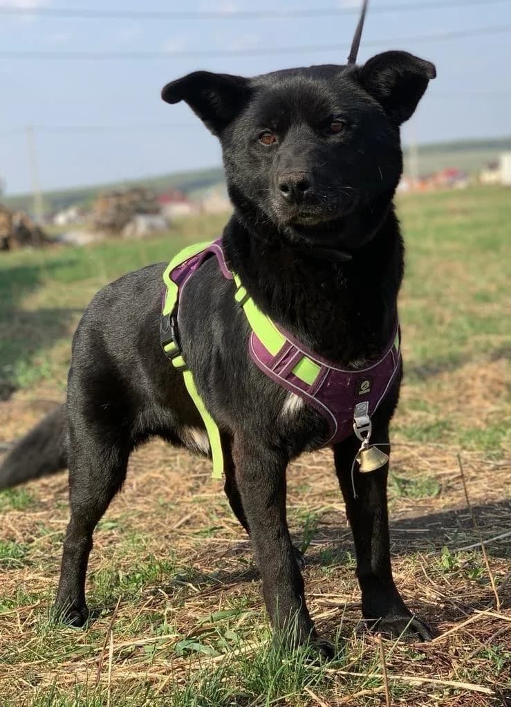 Misha | H26-1710, male Mixed Breed for adoption at Tierschutzverein House of animals Marfino eV, Jessen (Elster)