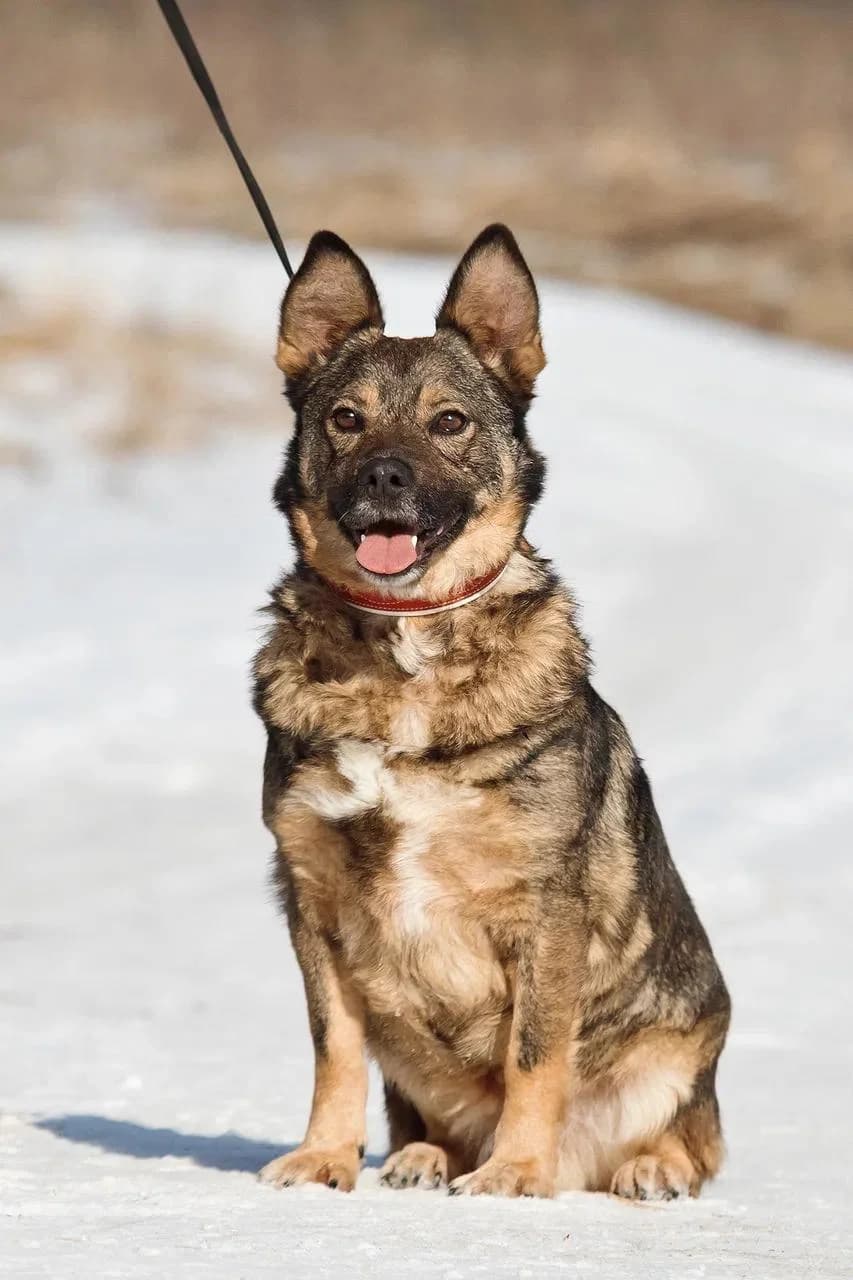 Muhtar | H26-1711, male Mixed Breed for adoption at Tierschutzverein House of animals Marfino eV, Jessen (Elster)