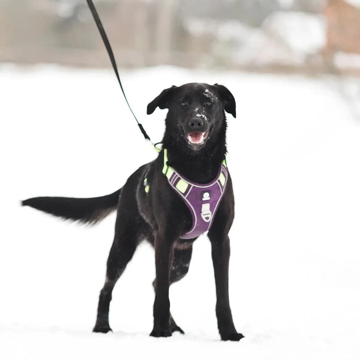 Nora | H26-1712, female Mixed Breed for adoption at Tierschutzverein House of animals Marfino eV, Jessen (Elster)