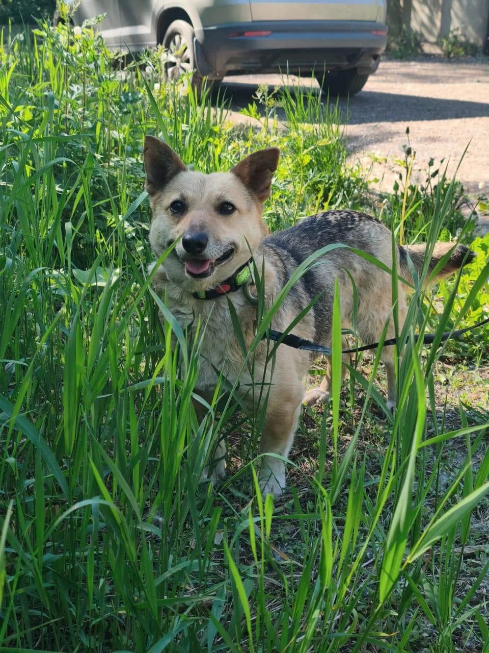 Omsa | H26-1713, female Mixed Breed for adoption at Tierschutzverein House of animals Marfino eV, Jessen (Elster)