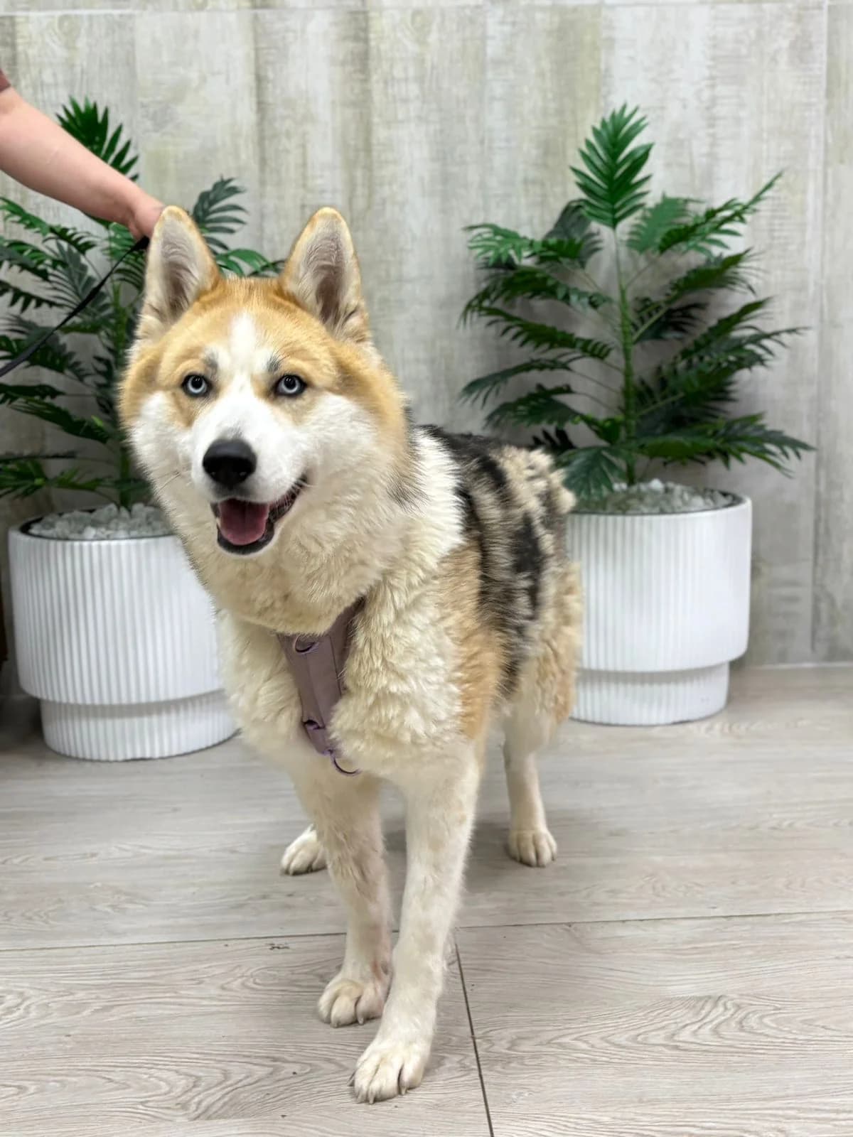 Palitra | H26-1714, female Mixed Breed for adoption at Tierschutzverein House of animals Marfino eV, Jessen (Elster)