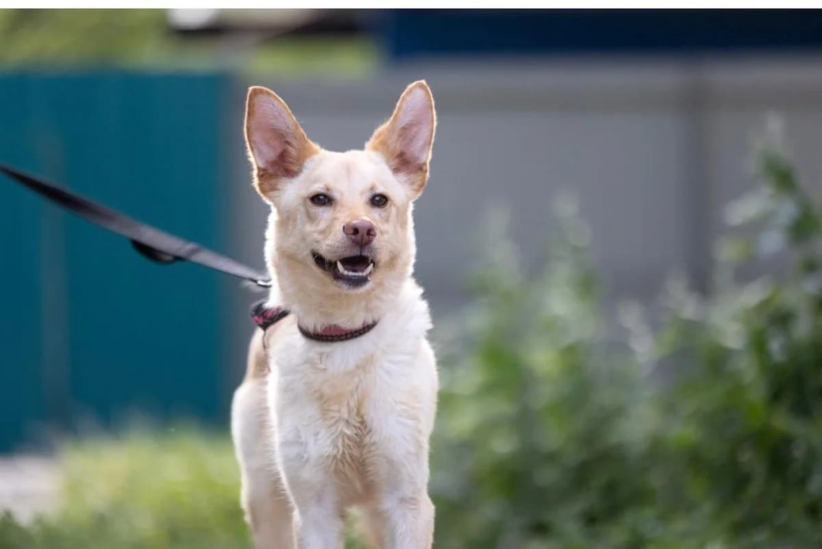 Snegovik | H26-1716, male Mixed Breed for adoption at Tierschutzverein House of animals Marfino eV, Jessen (Elster)