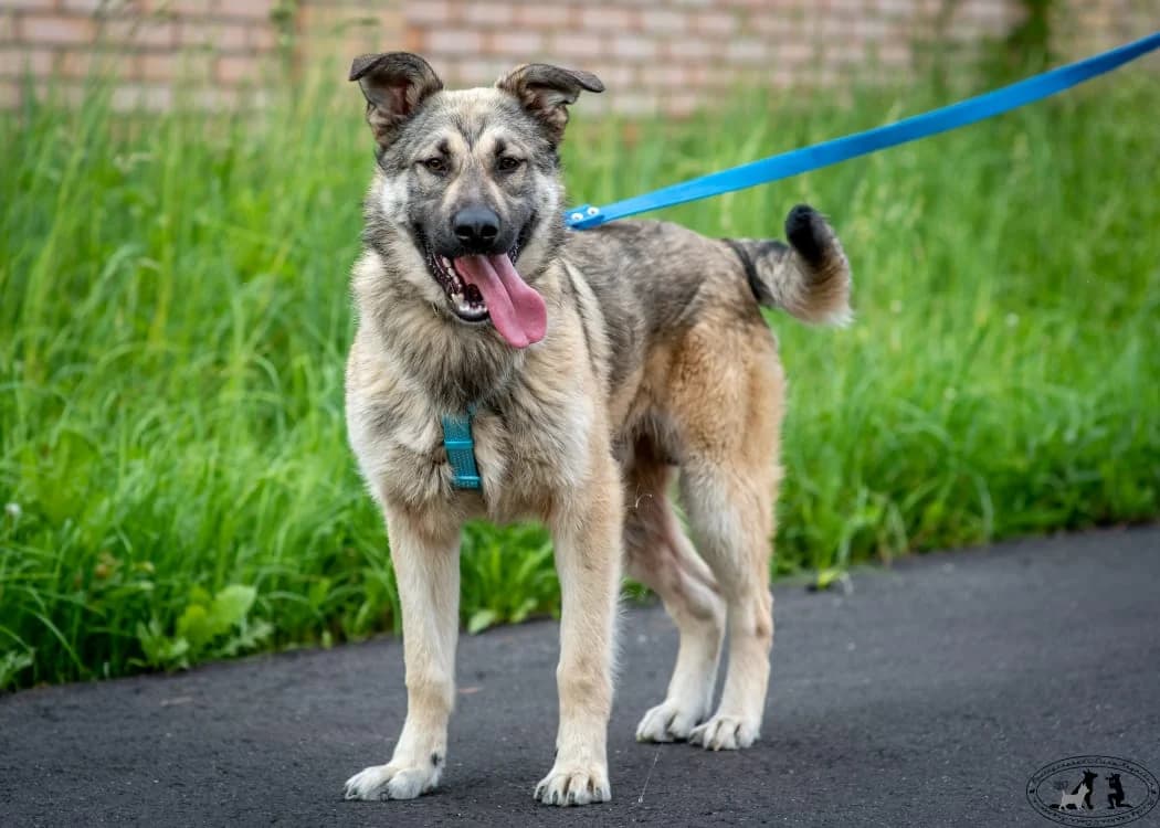 Stepa | H26-1717, male Mixed Breed for adoption at Tierschutzverein House of animals Marfino eV, Jessen (Elster)