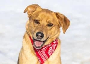 Askold | H26-2002, male Mixed Breed for adoption at Tierschutzverein House of animals Marfino eV, Jessen (Elster)