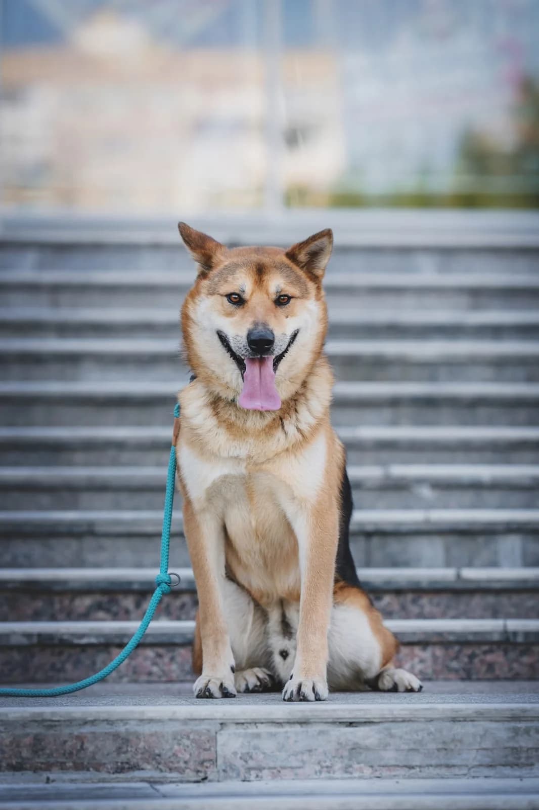 Loki | H26-2006, male Mixed Breed for adoption at Tierschutzverein House of animals Marfino eV, Jessen (Elster)