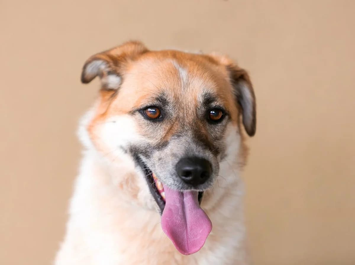 Barabulka | H26-2211, female Mixed Breed for adoption at Tierschutzverein House of animals Marfino eV, Jessen (Elster)