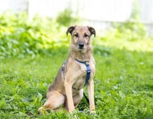 Rendi | H26-2215, male Mixed Breed for adoption at Tierschutzverein House of animals Marfino eV, Jessen (Elster)
