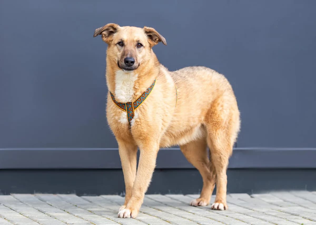 Savanna | H26-2210, female Mixed Breed for adoption at Tierschutzverein House of animals Marfino eV, Jessen (Elster)