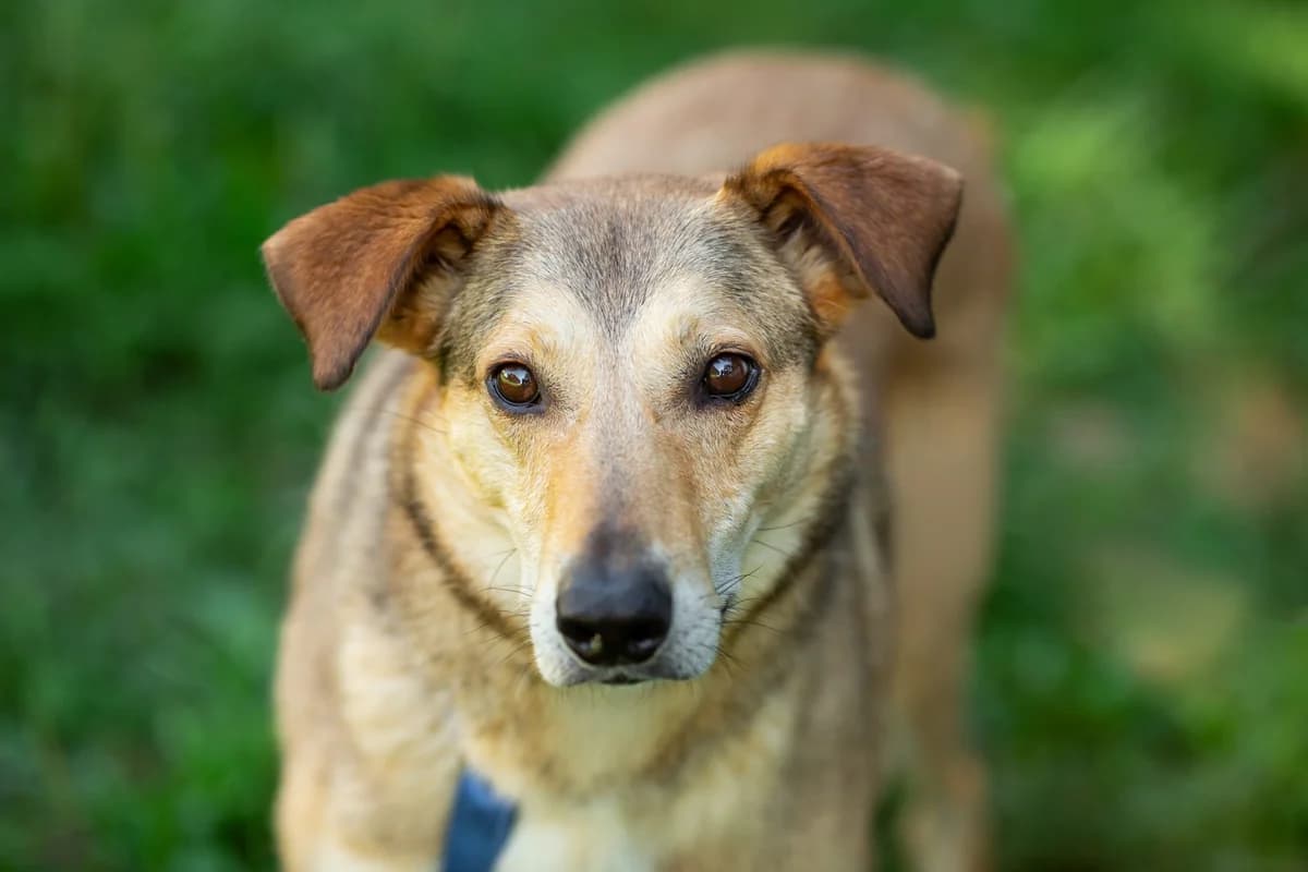 Tesla | H26-2216, male Mixed Breed for adoption at Tierschutzverein House of animals Marfino eV, Jessen (Elster)