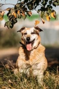 Basia| H26-2504, female Mixed Breed for adoption at Tierschutzverein House of animals Marfino eV, Jessen (Elster)