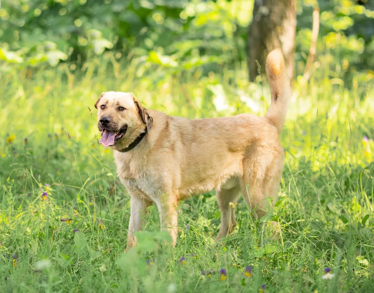 Butch | H26-2506, male Mixed Breed for adoption at Tierschutzverein House of animals Marfino eV, Jessen (Elster)
