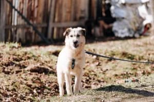 Fifa | H26-2510, female Mixed Breed for adoption at Tierschutzverein House of animals Marfino eV, Jessen (Elster)