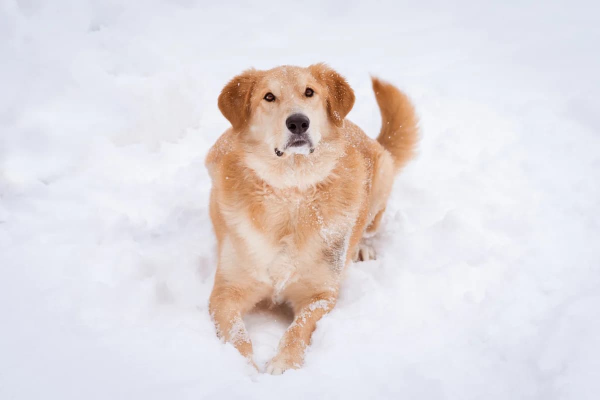 Gere | H26-2512, male Mixed Breed for adoption at Tierschutzverein House of animals Marfino eV, Jessen (Elster)