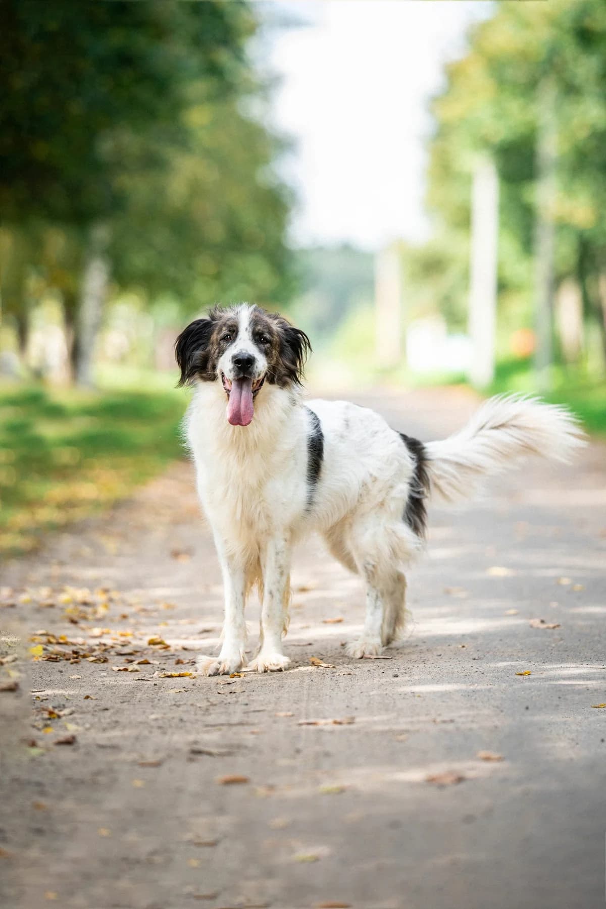 Osman | H26-2523, male Mixed Breed for adoption at Tierschutzverein House of animals Marfino eV, Jessen (Elster)