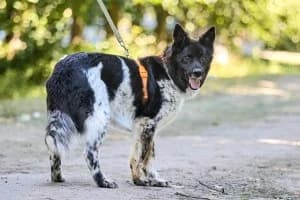 Dar | H26-2536, male Mixed Breed for adoption at Tierschutzverein House of animals Marfino eV, Jessen (Elster)