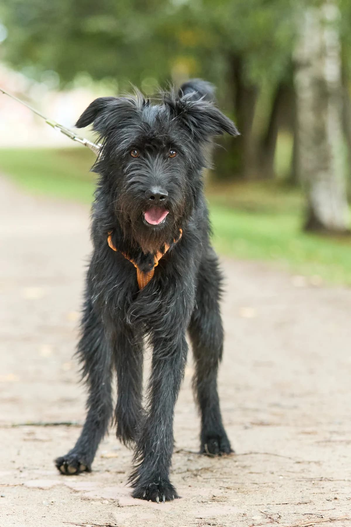 Misty | H26-2537, female Mixed Breed for adoption at Tierschutzverein House of animals Marfino eV, Jessen (Elster)