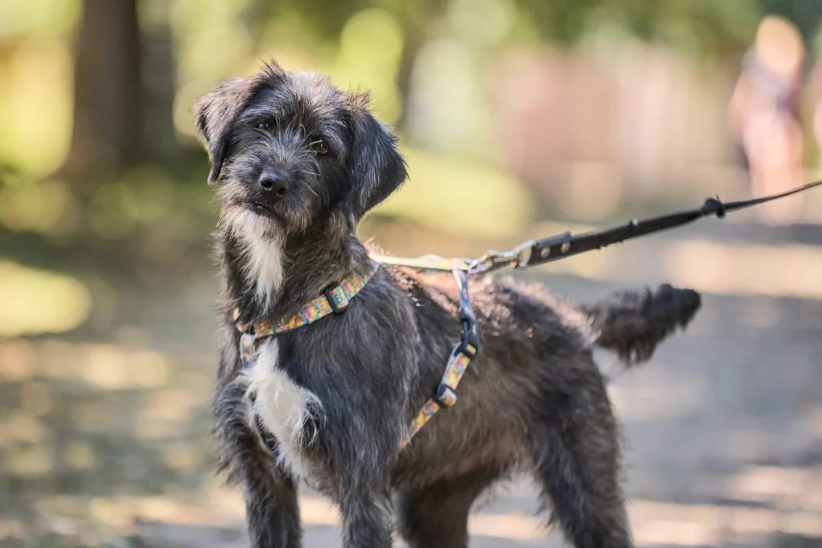 Motya | H26-2538, female Mixed Breed for adoption at Tierschutzverein House of animals Marfino eV, Jessen (Elster)