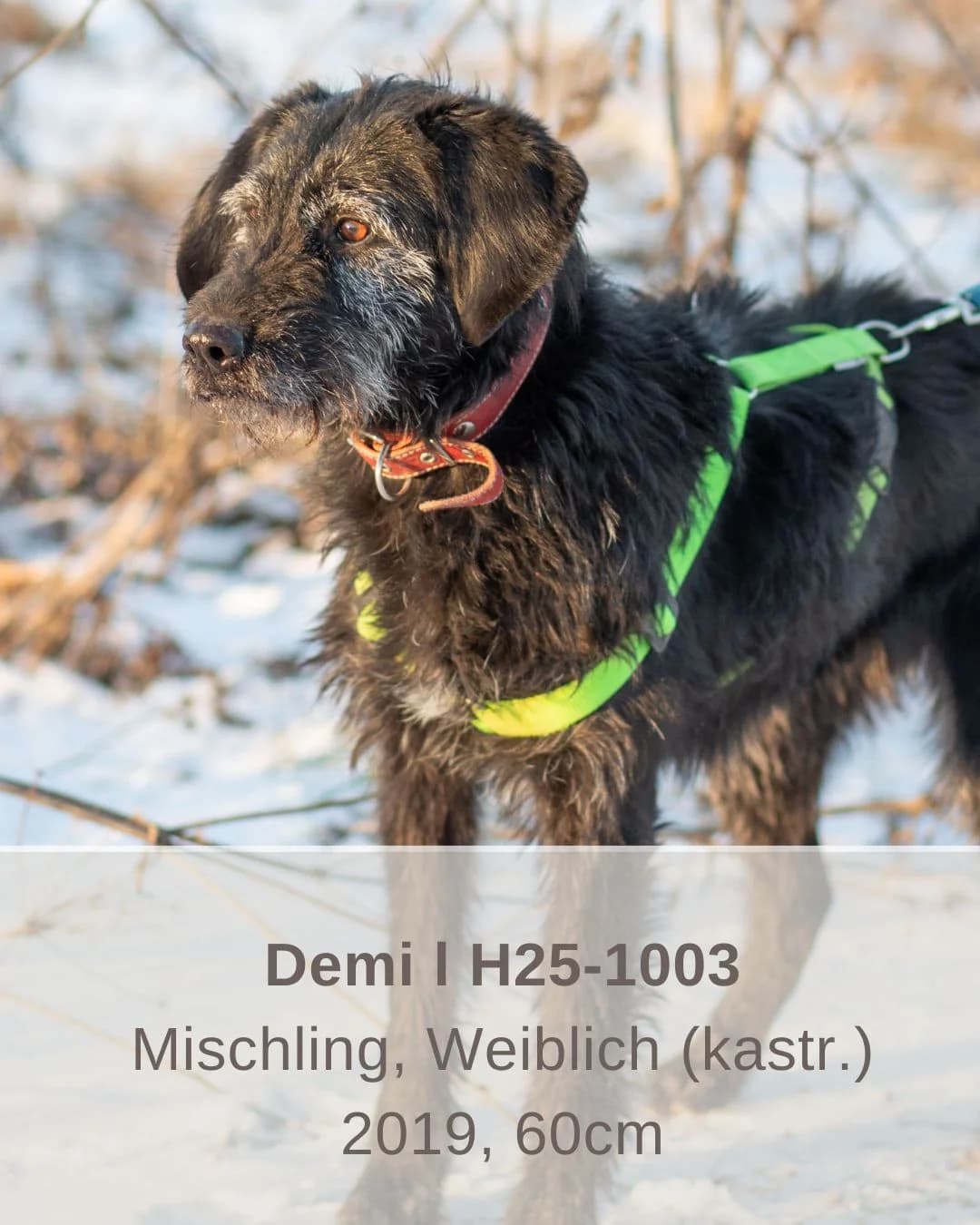 Demi | H25-1003, female Mixed Breed for adoption at Tierschutzverein House of animals Marfino eV, Jessen (Elster)