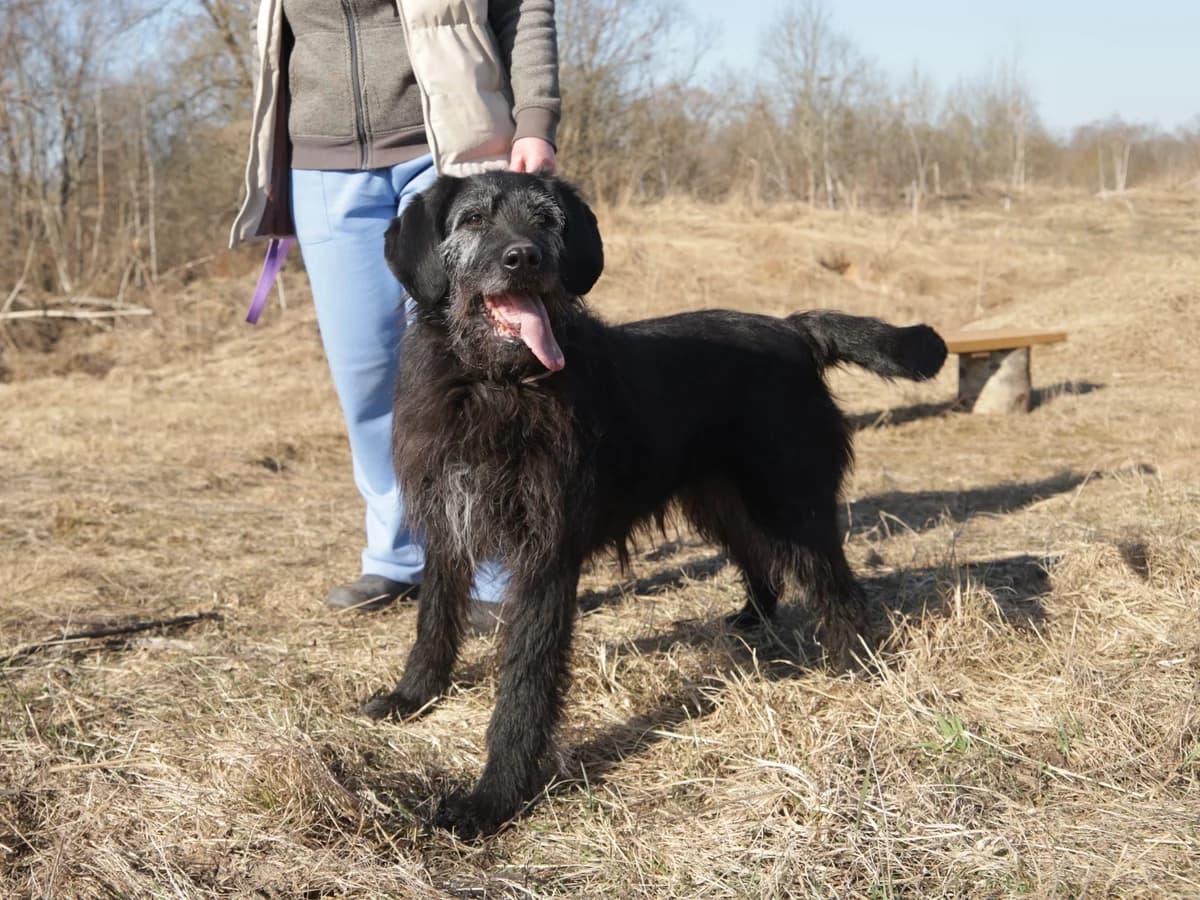 Demi | H25-1003, female Mixed Breed for adoption at Tierschutzverein House of animals Marfino eV, Jessen (Elster)