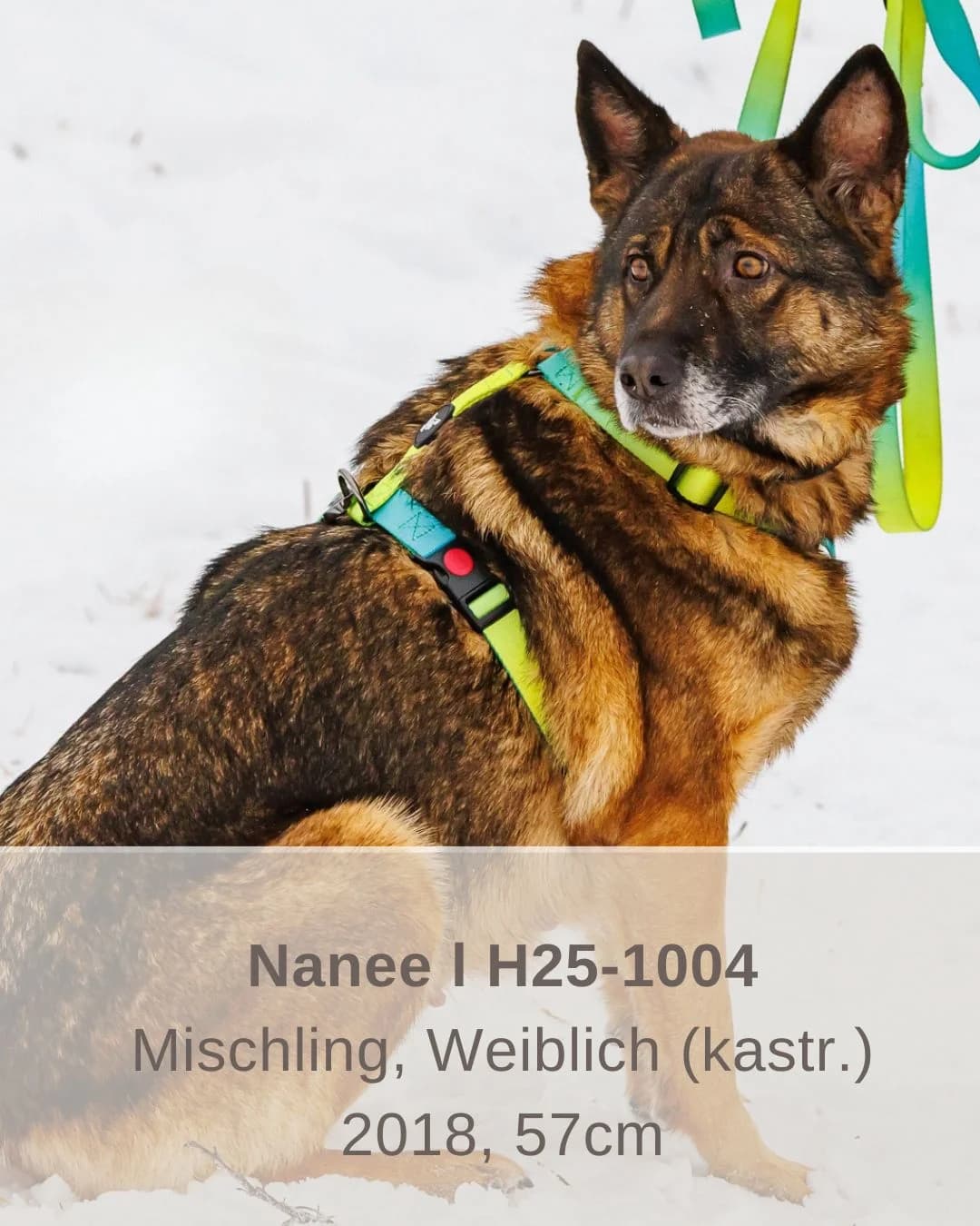 Nanee | H25-1004, female Mixed Breed for adoption at Tierschutzverein House of animals Marfino eV, Jessen (Elster)
