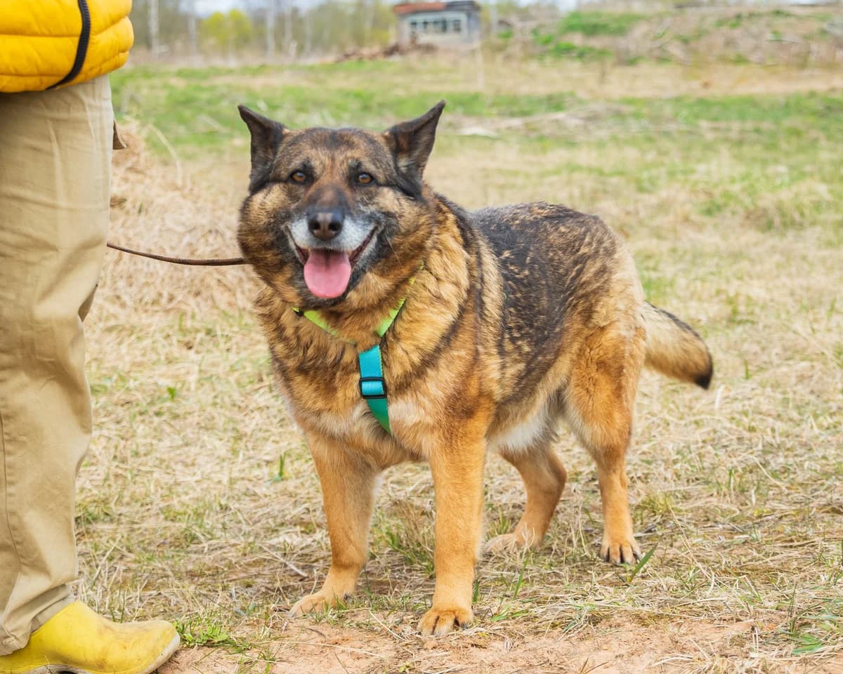 Nanee | H25-1004, female Mixed Breed for adoption at Tierschutzverein House of animals Marfino eV, Jessen (Elster)