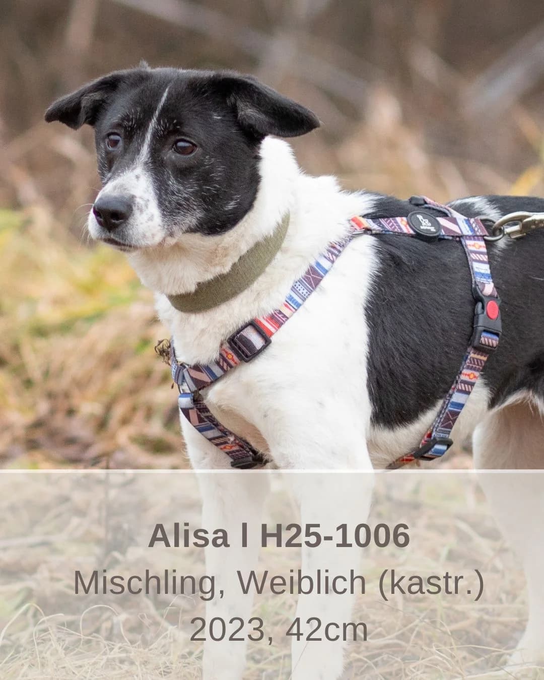 Alisa | H25-1006, female Mixed Breed for adoption at Tierschutzverein House of animals Marfino eV, Jessen (Elster)