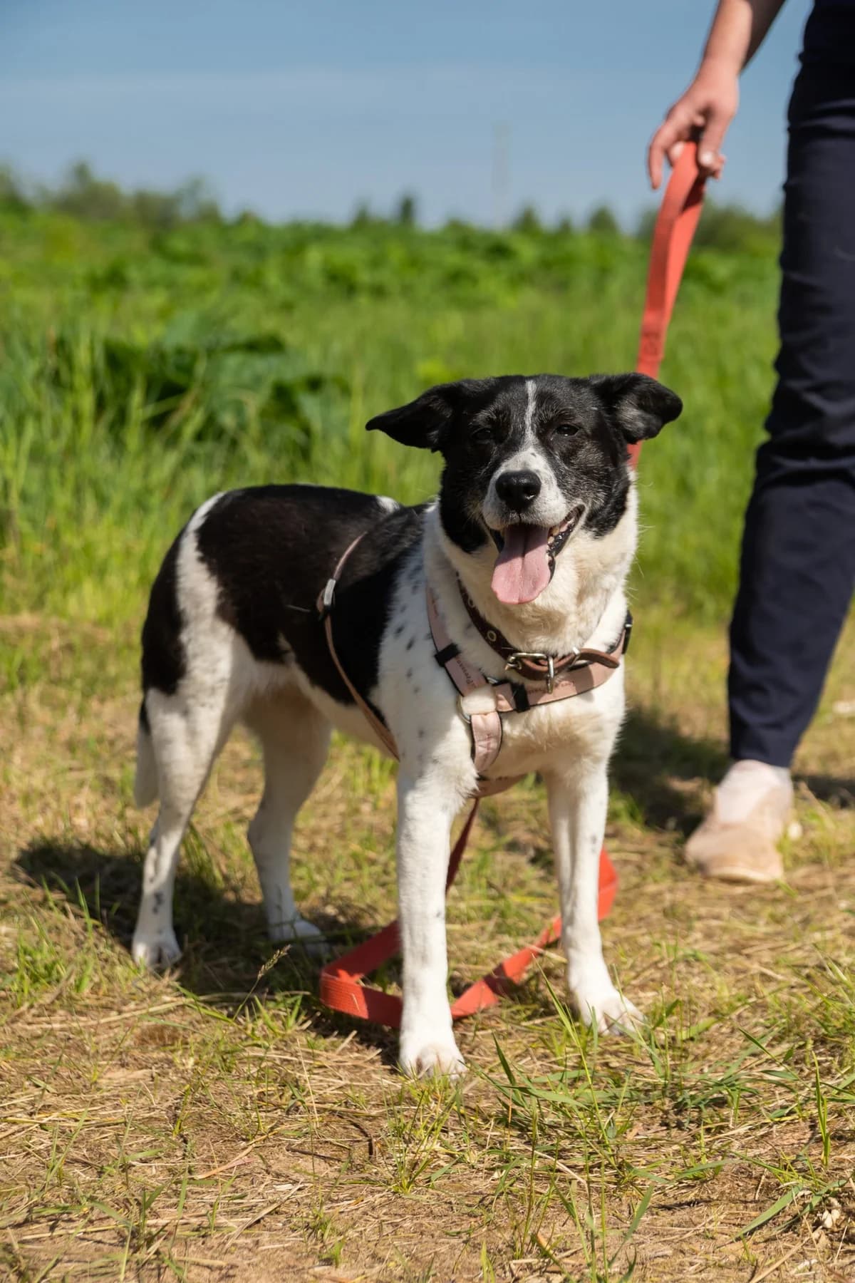 Alisa | H25-1006, female Mixed Breed for adoption at Tierschutzverein House of animals Marfino eV, Jessen (Elster)